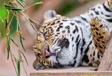 animals leopards Art HD Wallpaper